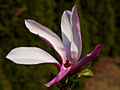 Magnolia liliflora Orchid IMG_3667 Magnolia purpurowa